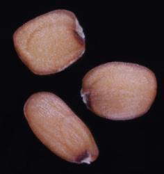 Cardamine pachyphylla. Seeds.
 Image: P.B. Heenan © Landcare Research 2019 CC BY 3.0 NZ